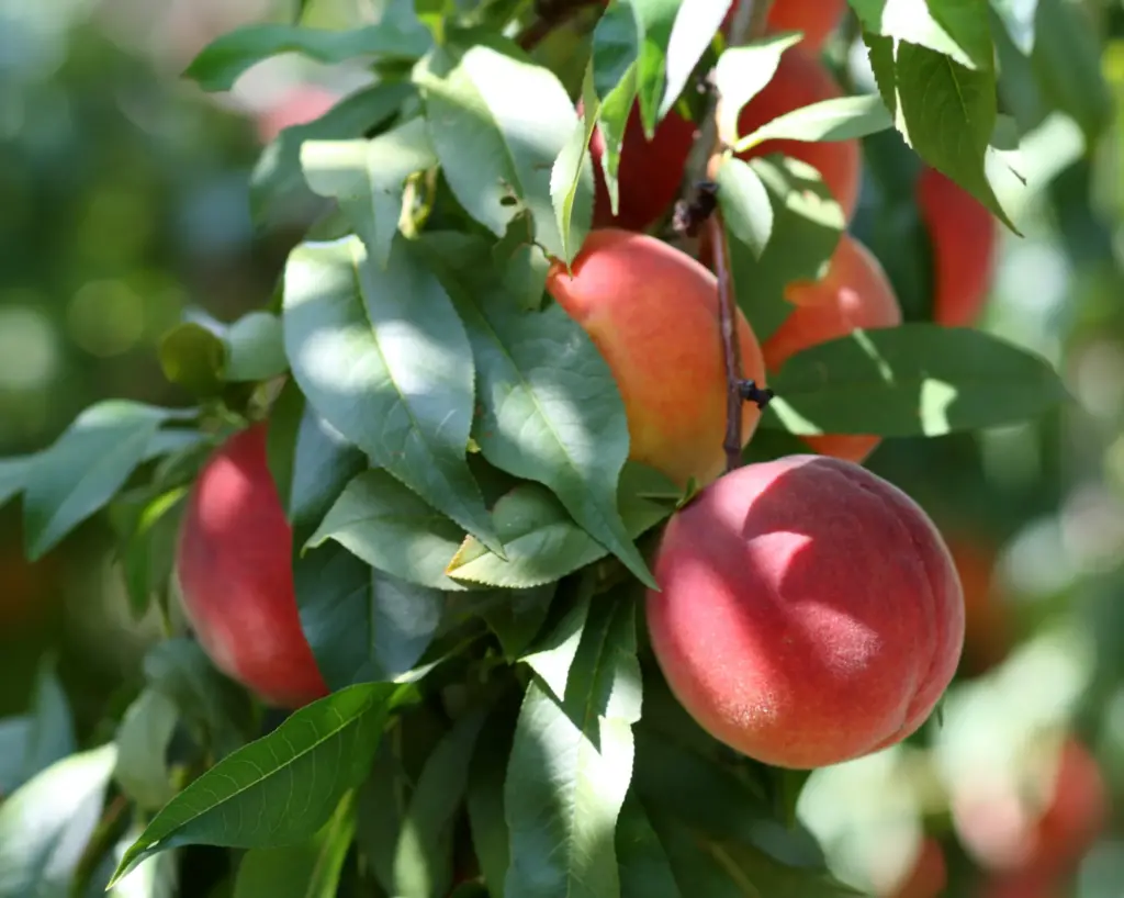 What Do Peaches Symbolize In The Bible Eternal Bible